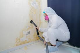 Reliable Mango, FL Mold Removal & Remediation Solutions